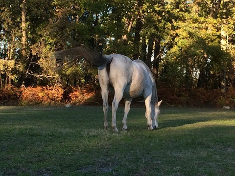 Cheval broute dans un pré