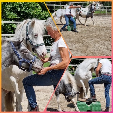 Martine Tauziede et les chevaux